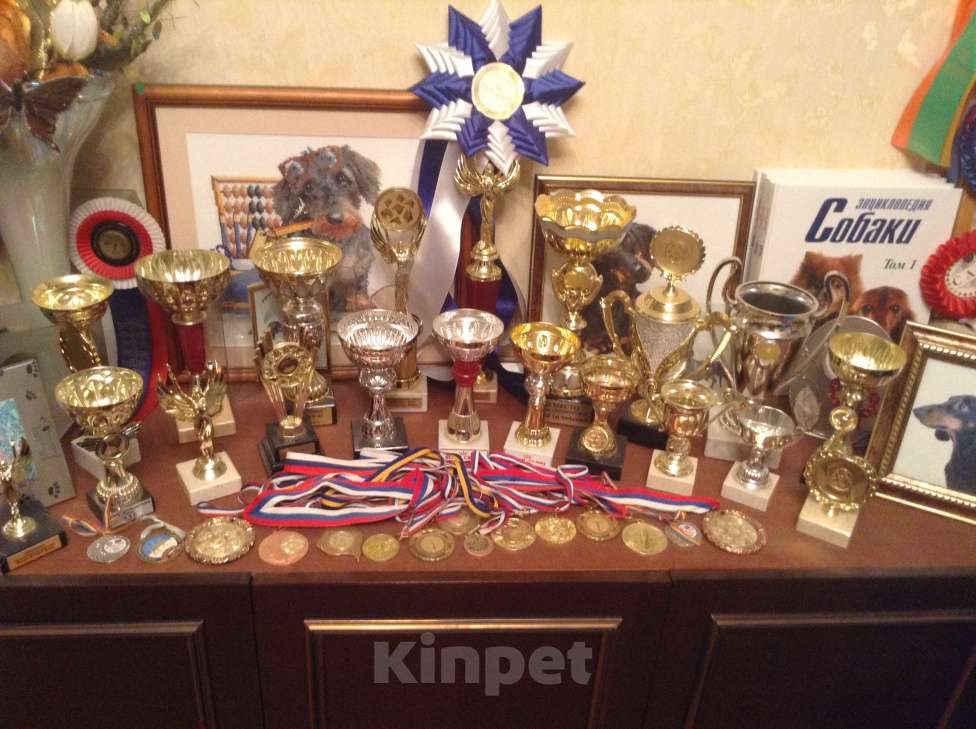 Собаки в Москве: Миниатюрный коричнево-мраморный кобель  Мальчик, 25 000 руб. - фото 9