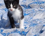 Кошки в Челябинске: Котик ищет любящих хозяев Мальчик, Бесплатно - фото 2