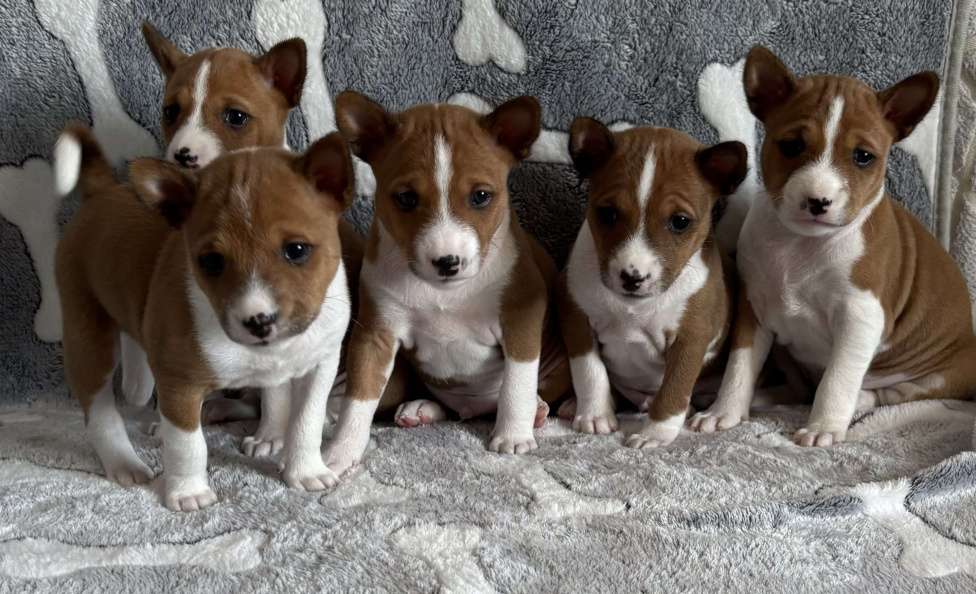 Собаки в Котласе: Щенки Басенджи Разнополые, Бесплатно - фото 3