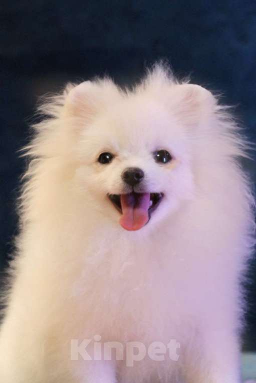 Собаки в Москве: померанский шпиц ркф девочка Девочка, 50 000 руб. - фото 4