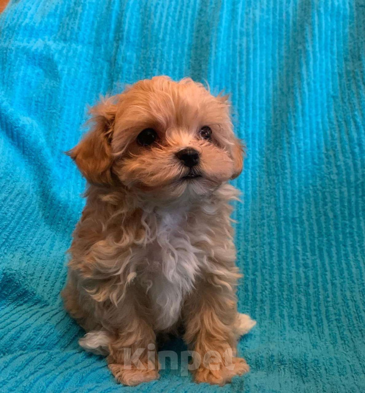 Собаки в Санкт-Петербурге: Малыши мальтипу Девочка, 93 000 руб. - фото 5