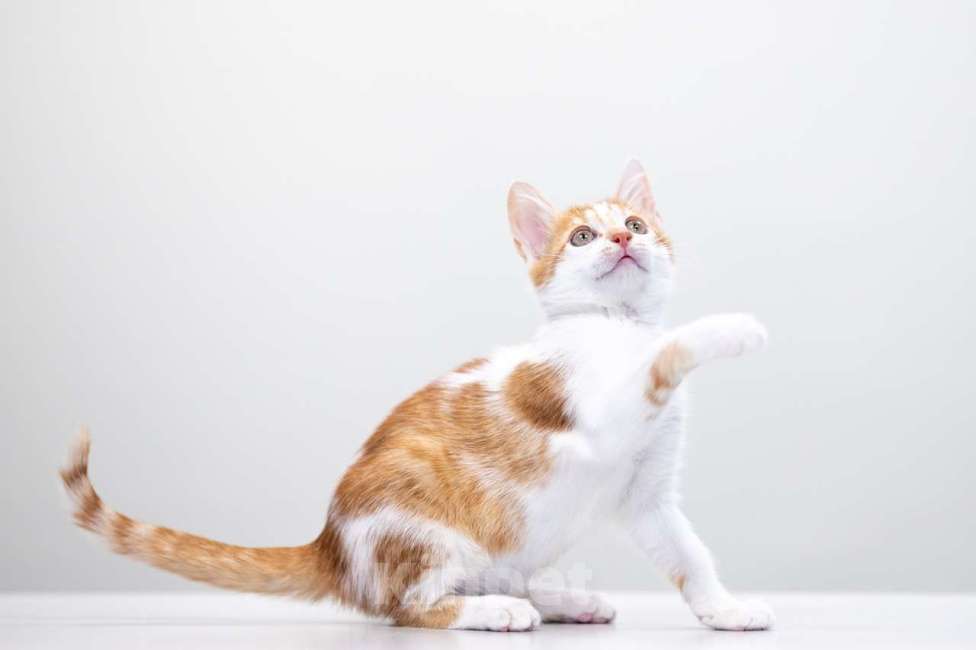 Кошки в Москве: Малыш Бернар ищет семью Мальчик, Бесплатно - фото 3