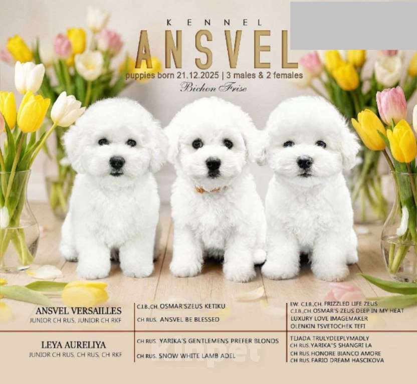 Собаки в Нижнем Новгороде: Щенки Бишон фризе Мальчик, Бесплатно - фото 1