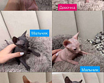 Кошки в Саратове: Котята сфинкса Мальчик, 20 000 руб. - фото 9