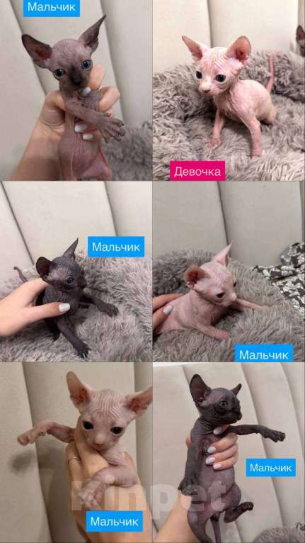 Кошки в Саратове: Котята сфинкса Мальчик, 20 000 руб. - фото 9