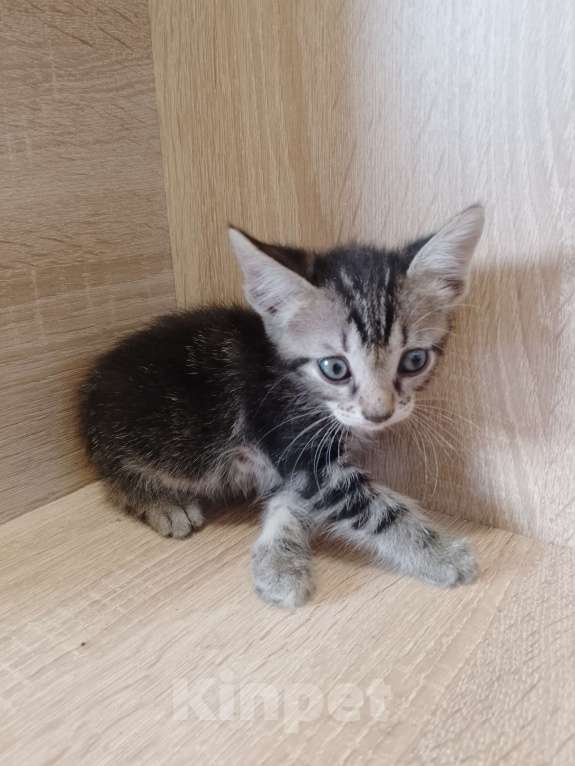 Кошки в Ростове-на-Дону: Девочка барсучек Девочка, 1 руб. - фото 2