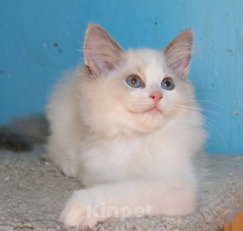 Кошки в Санкт-Петербурге: Рэгдолл Мальчик, 50 000 руб. - фото 3