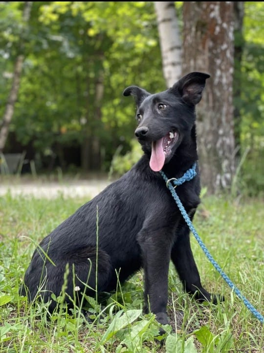 Собаки в Щелково: Черный щенок девочка 5 мес Девочка, 1 руб. - фото 1