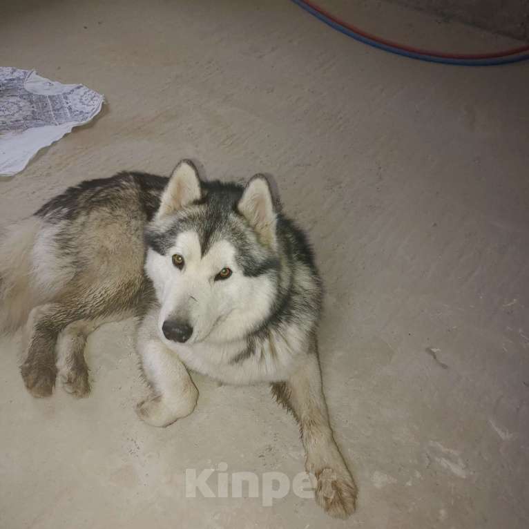 Собаки в Ногинске: Хаски Мальчик, Бесплатно - фото 2