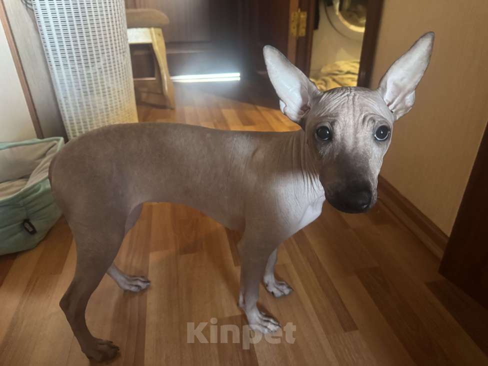 Собаки в Москве: Щенок Девочка, 50 000 руб. - фото 1