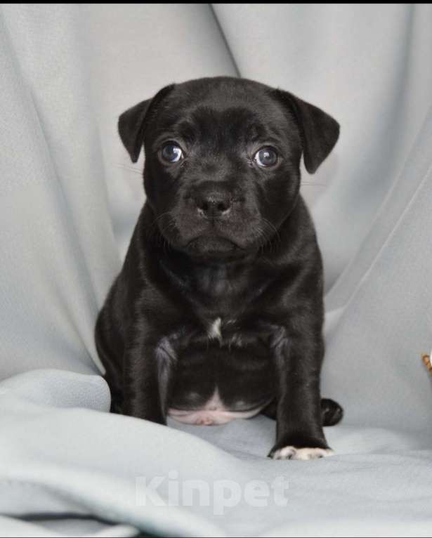 Собаки в Краснодаре: стаффи, стаффбуль Мальчик, 120 000 руб. - фото 1