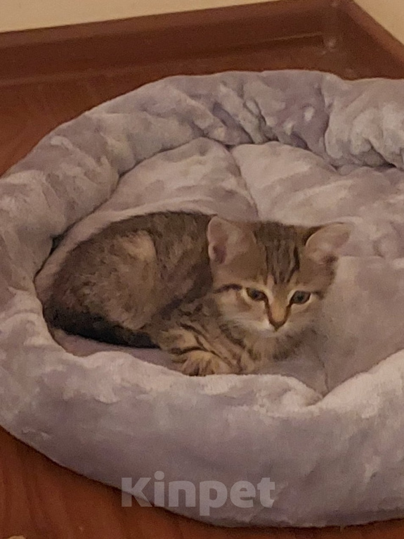 Кошки в Домодедово: Кошки Мальчик, Бесплатно - фото 2
