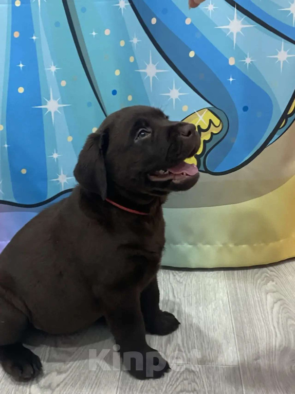 Собаки в Казани: Щенки лабрадор-ретривер Девочка, 55 000 руб. - фото 1