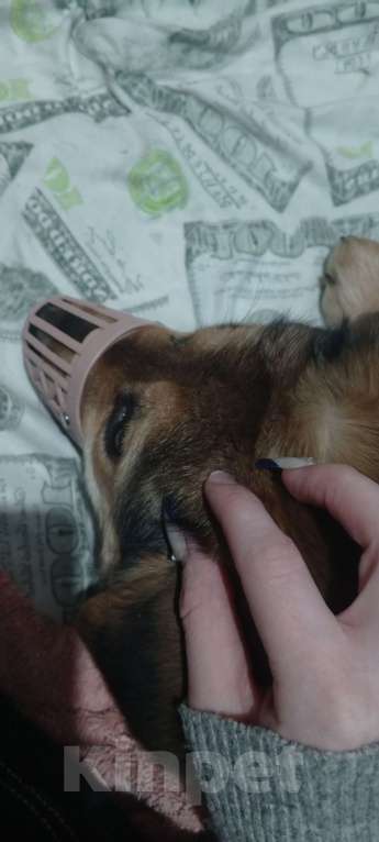 Собаки в Сыктывкаре: Отдаю в добрые руки Девочка, Бесплатно - фото 2