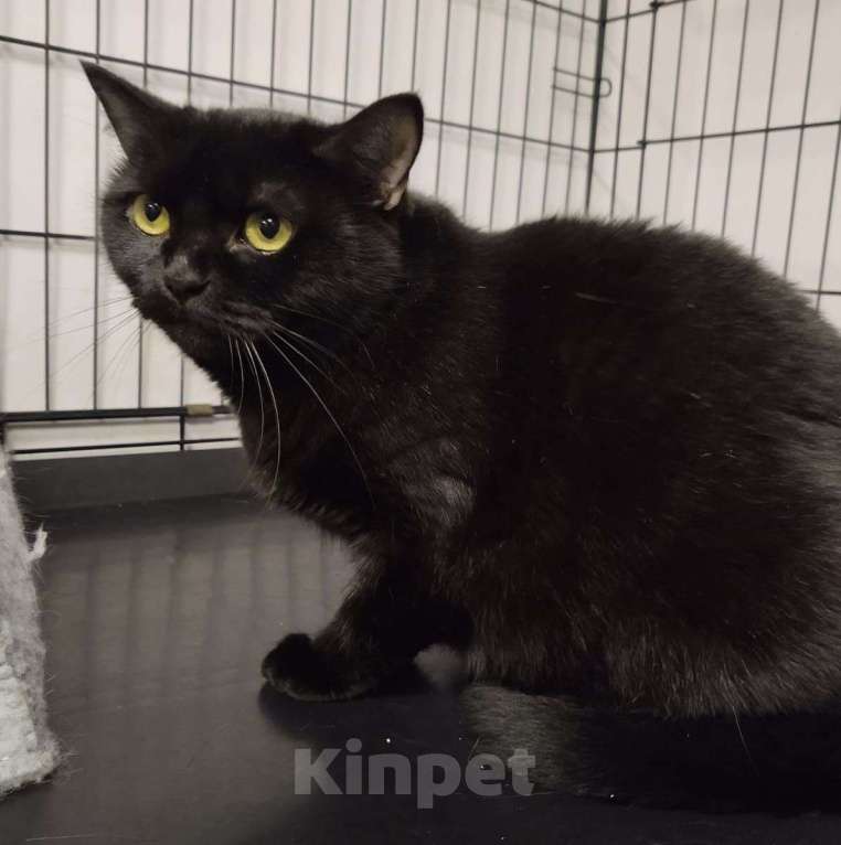 Кошки в Москве: Ласковая кошечка Виска Девочка, Бесплатно - фото 5