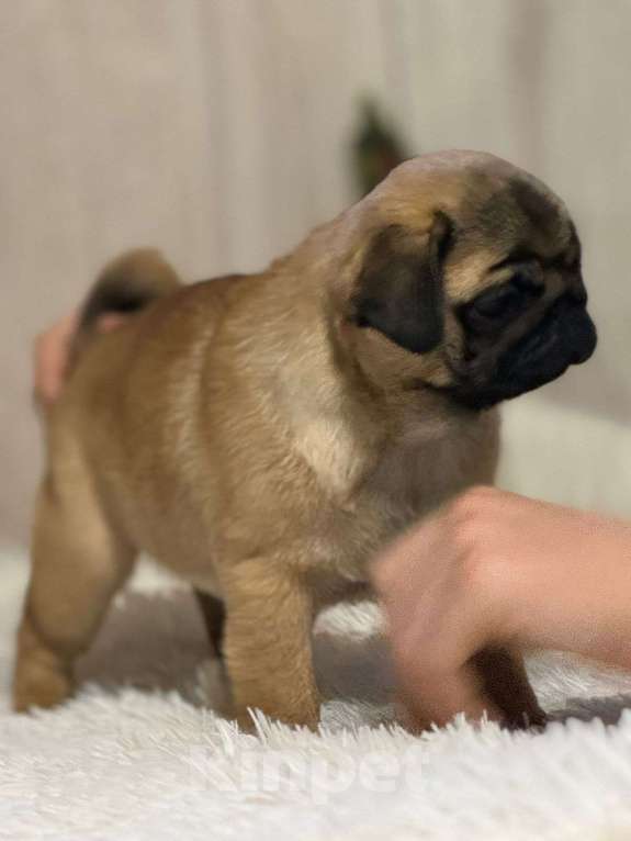 Собаки в Нижнем Новгороде: Щенки породы мопс Девочка, Бесплатно - фото 5