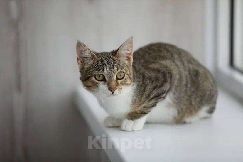 Кошки в Москве: котенок Максик ещет дом Мальчик, Бесплатно - фото 8