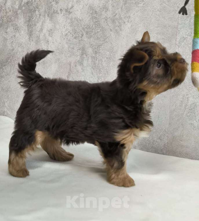 Собаки в Москве: Цветной йорк. Мальчик, 56 000 руб. - фото 2