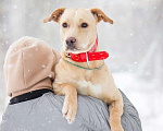 Собаки в Красноармейске: Активная собака ищет активных хозяев! Девочка, 1 руб. - фото 4