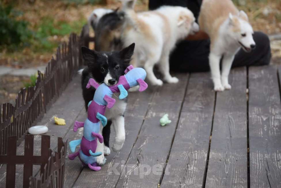 Собаки в Москве: Ненецкая оленегонная лайка, сука Агата. Девочка, 60 000 руб. - фото 3