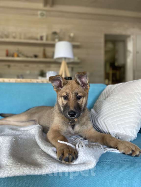 Собаки в Москве: Щенок для классной семьи 🐶 Девочка, 1 руб. - фото 7