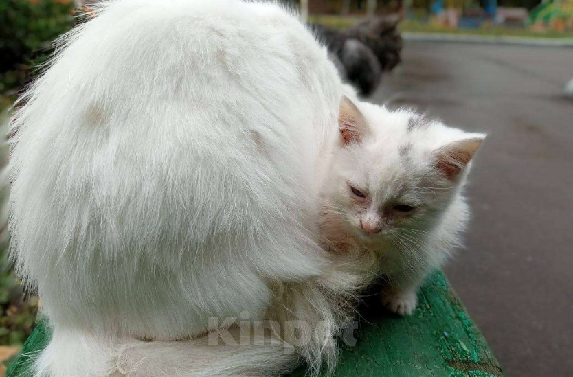 Кошки в Москве: Голубоглазая Белоснежка оказалась на улице Девочка, Бесплатно - фото 2