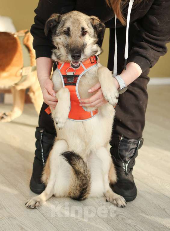 Собаки в Москве: Добродушная собачка Виста в добрые руки Девочка, Бесплатно - фото 3