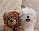 Собаки в Москве: Шикарный щенок Мальтезе 🐶 от призеров выставок🏆.  !!! Цена снижена до конца недели Мальчик, 65 000 руб. - фото 3