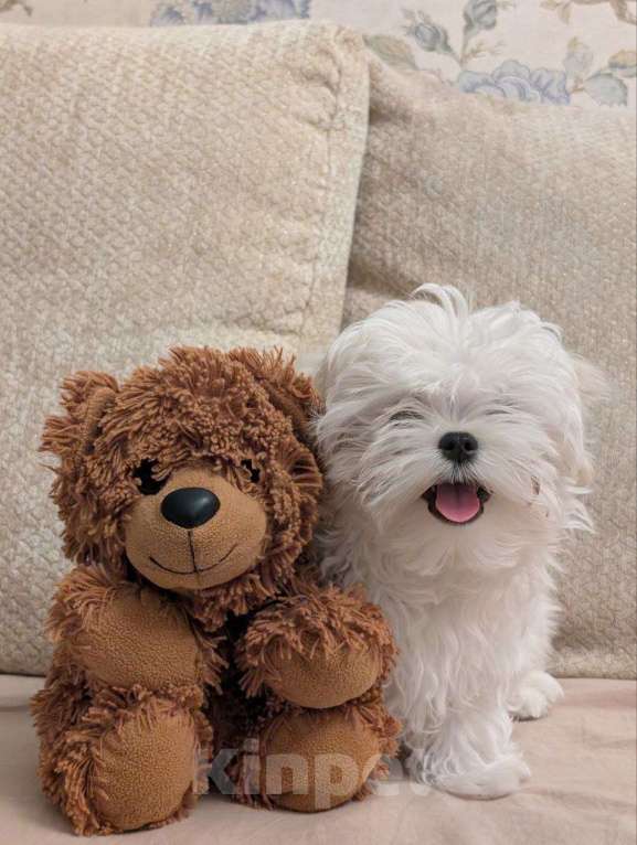 Собаки в Москве: Шикарный щенок Мальтезе 🐶 от призеров выставок🏆.  !!! Цена снижена до конца недели Мальчик, 65 000 руб. - фото 3