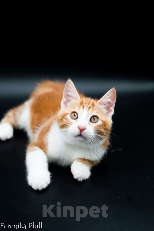 Кошки в Хабаровске: Котёнок курильского бобтейла Ференика Фил Леван Мальчик, 40 000 руб. - фото 8