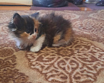 Кошки в Мичуринске: Трехцветная кошечка Девочка, 1 руб. - фото 4
