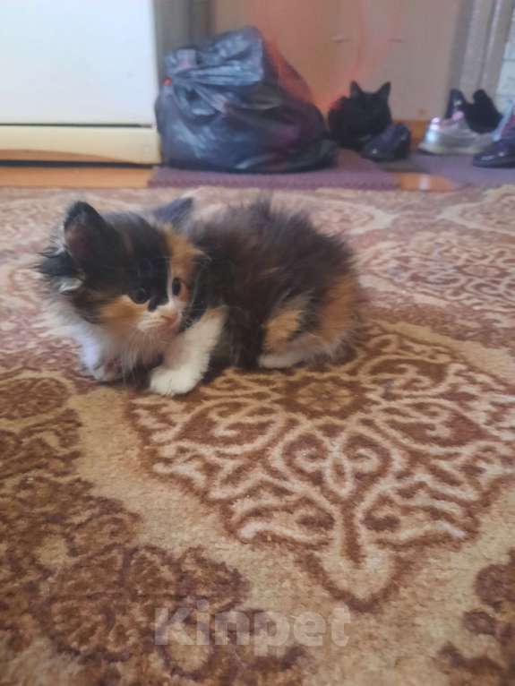 Кошки в Мичуринске: Трехцветная кошечка Девочка, 1 руб. - фото 4