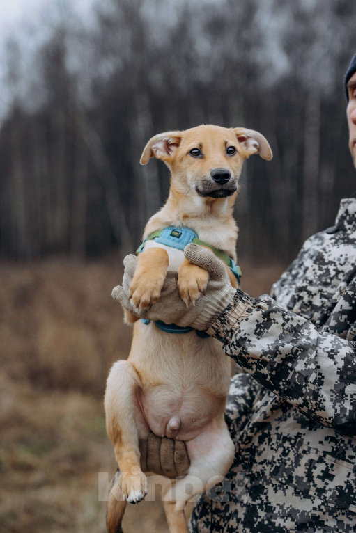Собаки в Москве: Рыжий мальчишка в поисках дома Мальчик, Бесплатно - фото 9