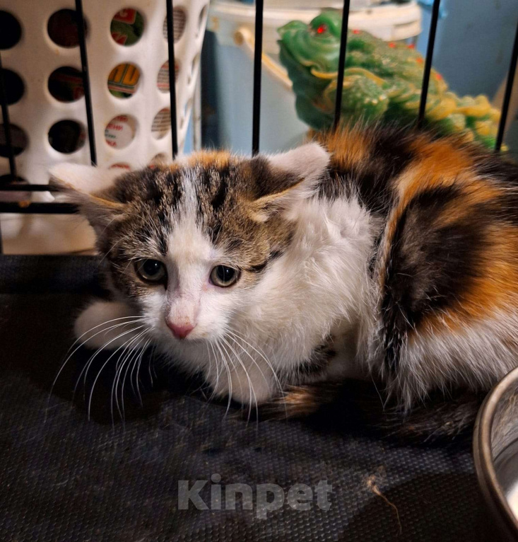 Кошки в Москве: Котёнок Майя в добрые руки  Девочка, Бесплатно - фото 1