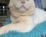 Кошки в Москве: Украшение любого дивана, роскошный ласковый котик Орбит в добрые руки Мальчик, 10 руб. - фото 3