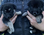 Собаки в Химках: Щенки в дар Мальчик, 100 руб. - фото 2