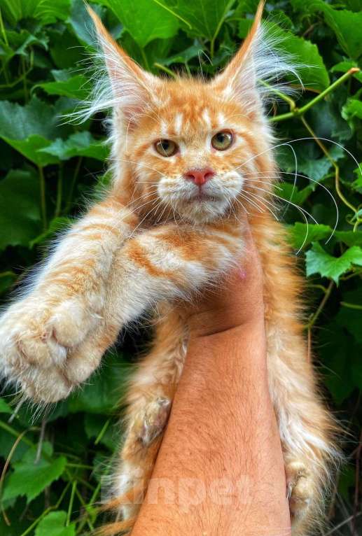 Кошки в Магнитогорске: Высокопородные коты и кошечки из питомника Мальчик, Бесплатно - фото 1