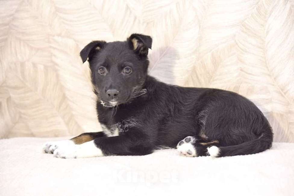 Собаки в Москве: Мила -  бабочка в ваш дом  Девочка, Бесплатно - фото 6