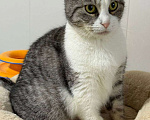 Кошки в Санкт-Петербурге: Ласковая Зена из приюта в добрые руки Девочка, Бесплатно - фото 5
