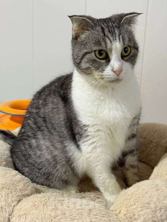 Кошки в Санкт-Петербурге: Ласковая Зена из приюта в добрые руки Девочка, Бесплатно - фото 5