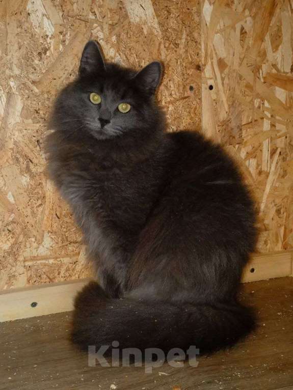 Кошки в Казани: Котенок русско голубой Мальчик, Бесплатно - фото 1