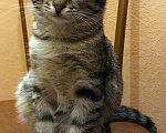 Кошки в Москве: Бенгальский котенок (метис) Лина, 10 месяцев, Бесплатно - фото 2