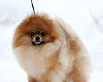 Собаки в Химках: Вязка, 10 000 руб. - фото 2