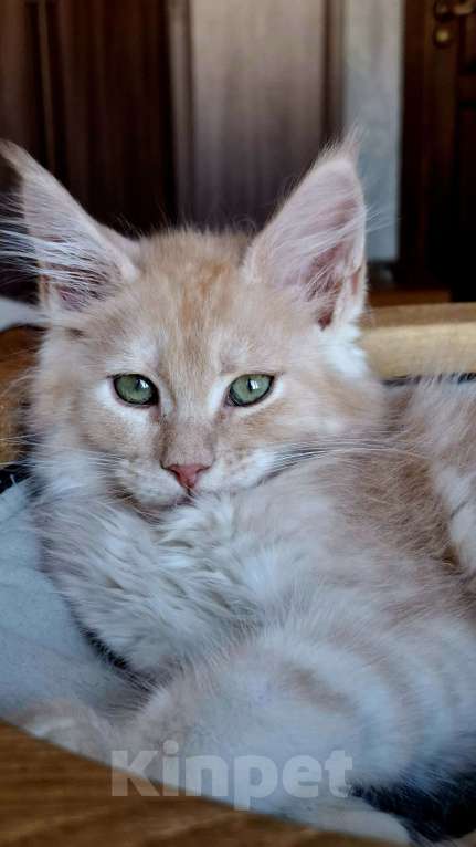 Кошки в Санкт-Петербурге: Кот от питомника мейн-кунов  Мальчик, Бесплатно - фото 3