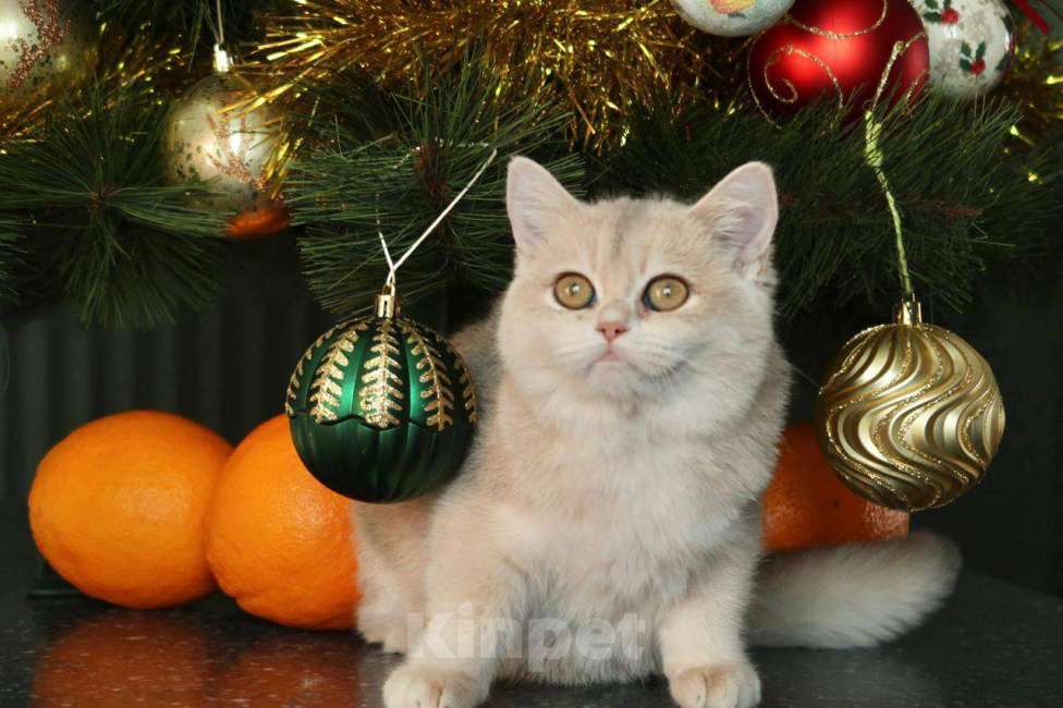 Кошки в Москве: Британский котенок Мэйлин Девочка, 50 000 руб. - фото 9