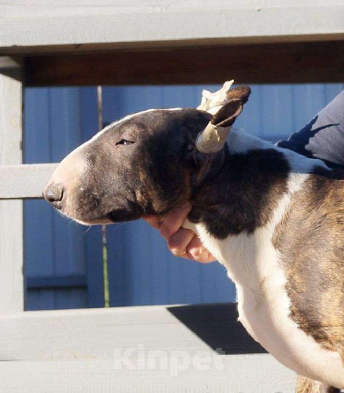 Собаки в других городах Краснодарского края: Щенок бультерьера из питомника Девочка, Бесплатно - фото 2