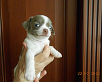 Собаки в Оренбурге: Плюшевые пупсики щенки Чихуахуа Мальчик, 25 000 руб. - фото 4