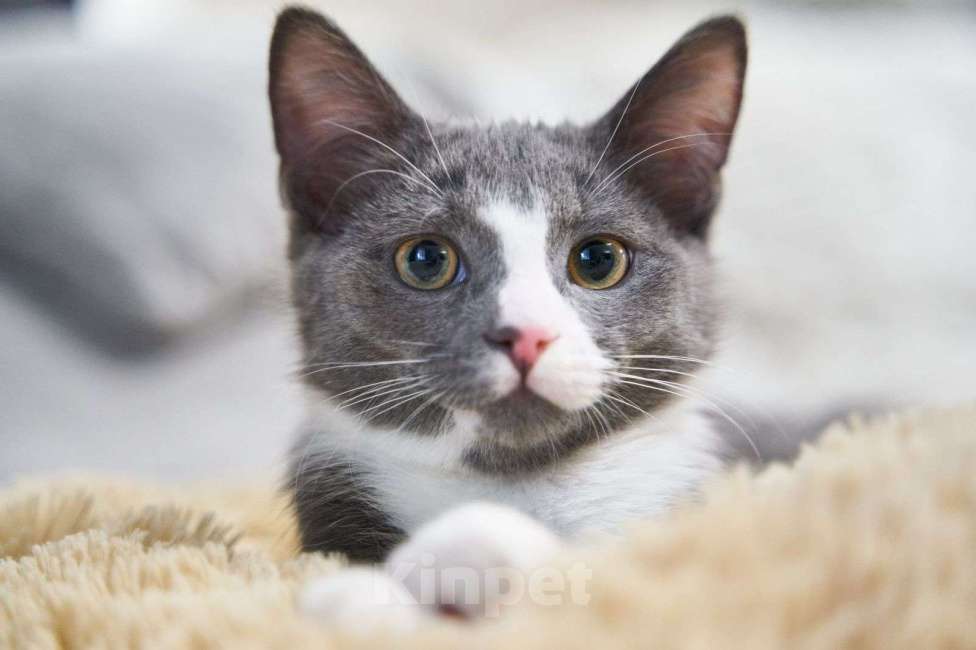 Кошки в Москве: Котенок в добрые руки Мальчик, Бесплатно - фото 1