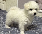 Собаки в Ставрополе: Малыш Бишон фризе Мальчик, 80 000 руб. - фото 1