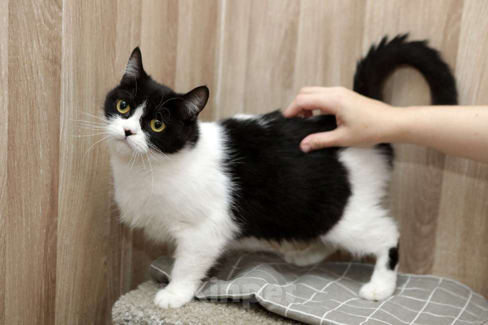 Кошки в Санкт-Петербурге: Кошка Мэри  Девочка, Бесплатно - фото 3